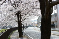 八王子 兵衛川沿いの桜 4