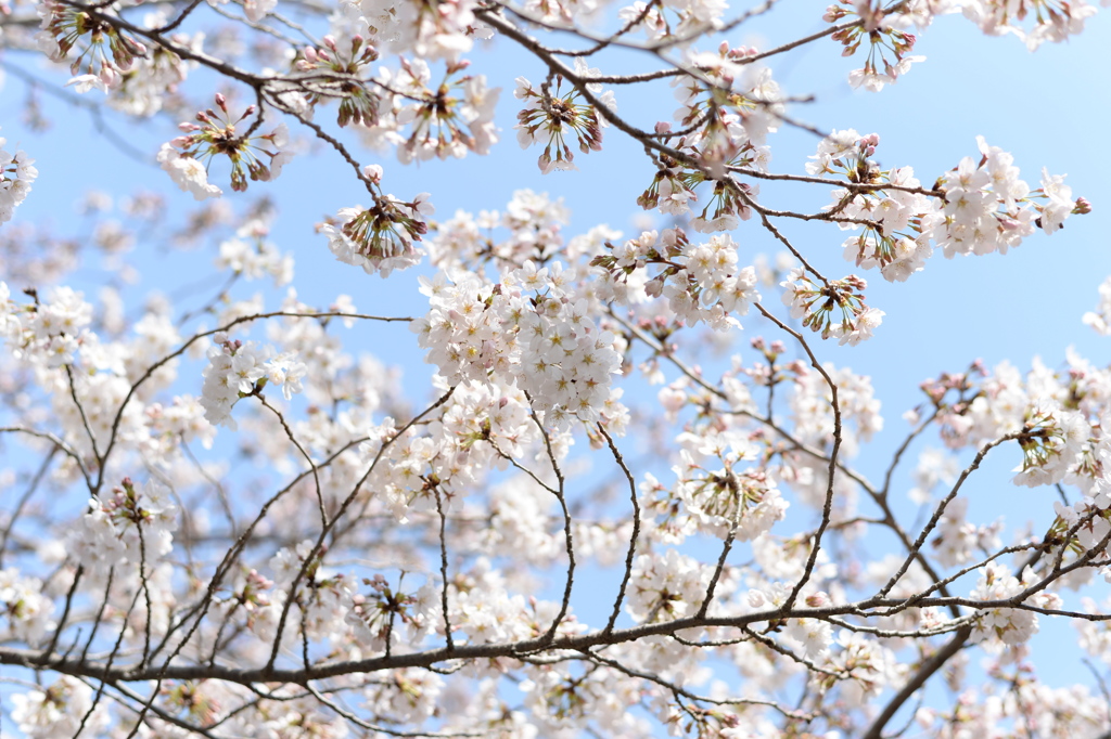 八王子 兵衛川沿いの桜 5