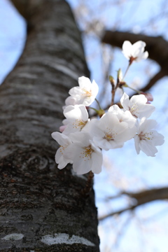 八王子 兵衛川の桜 11