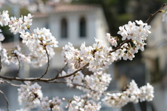 八王子 兵衛川沿いの桜 10