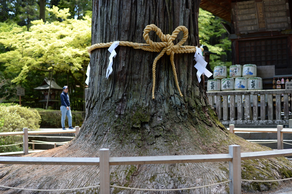 北口本宮冨士浅間神社 御神木