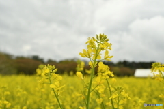 花一輪