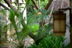 スズメになってみた