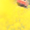 花の色に染まって