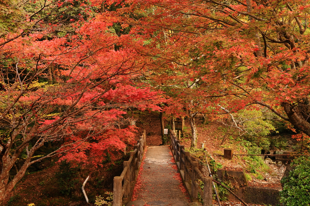 竜門峡の紅葉