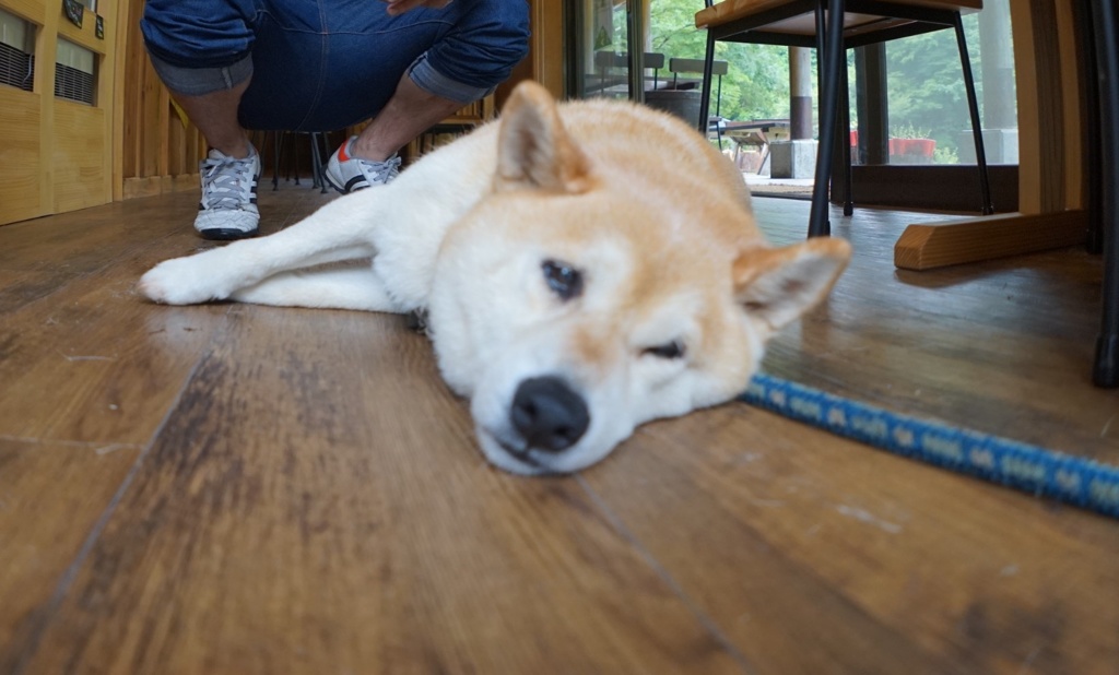 看板犬