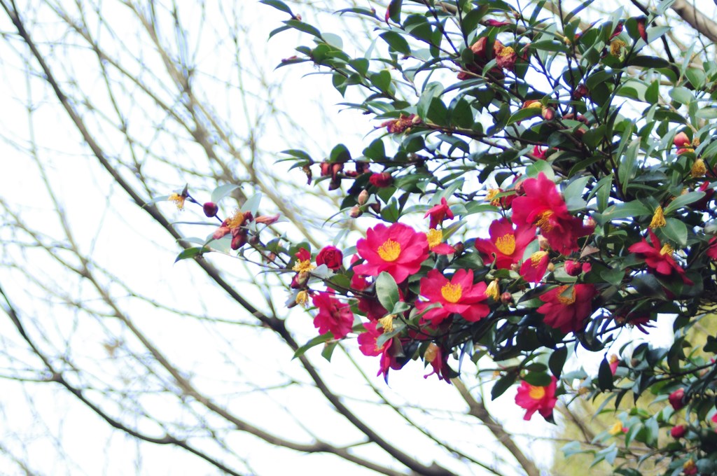 足高山の山茶花トンネルを抜けて