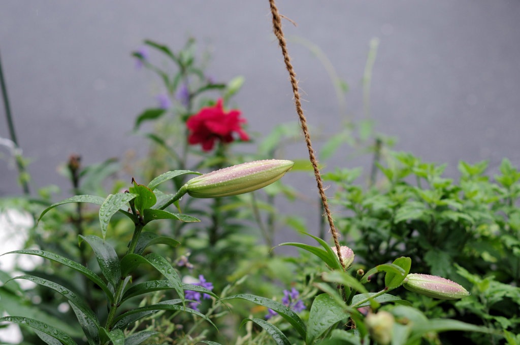 雨の降り出し