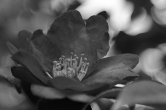 庭の花2