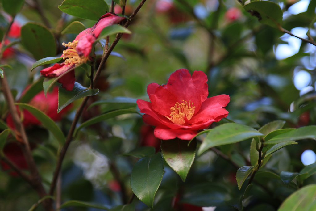 庭の花