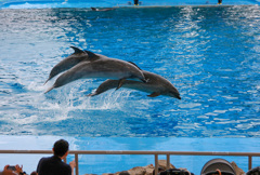 名古屋港水族館①