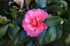 脇道花