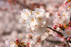 桜