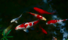 鯉