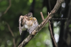 幼鳥 狩りの練習