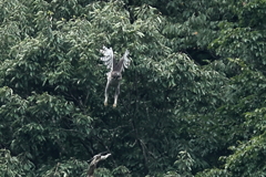 止まりからの飛出し