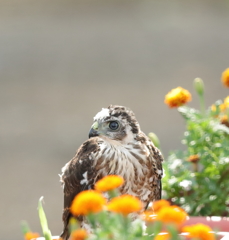 花とツミ