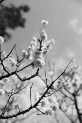 A25I0529