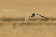 コミミズクの飛翔