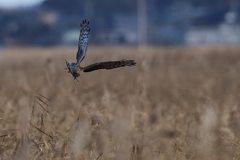 ハイイロチュウヒ ♀