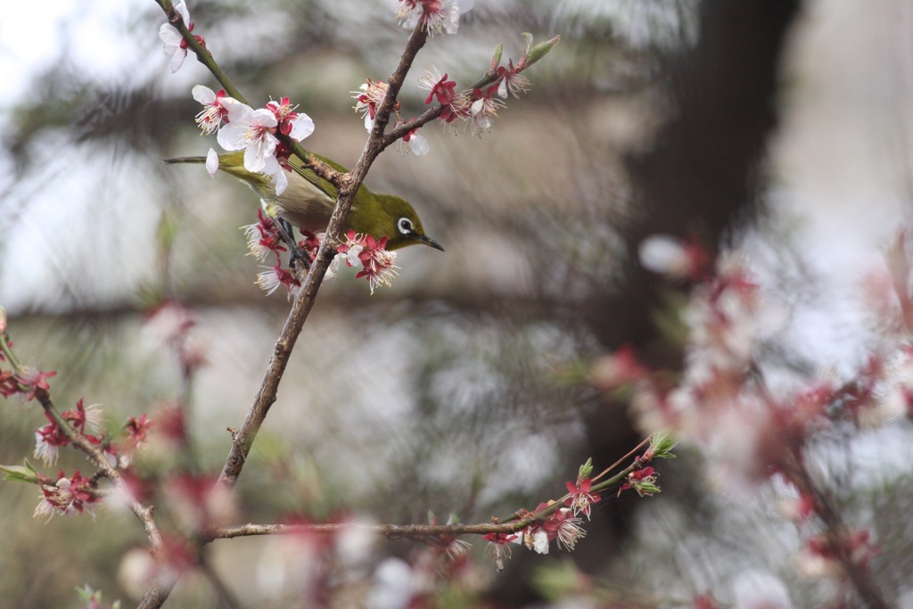 メジロと桜