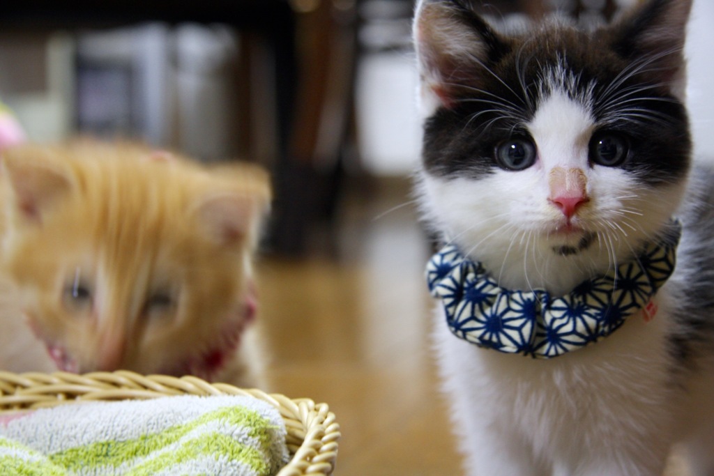 子猫撮影