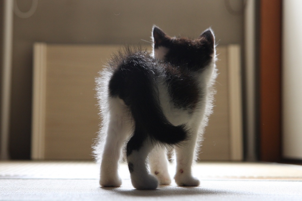 背中で語るねこ