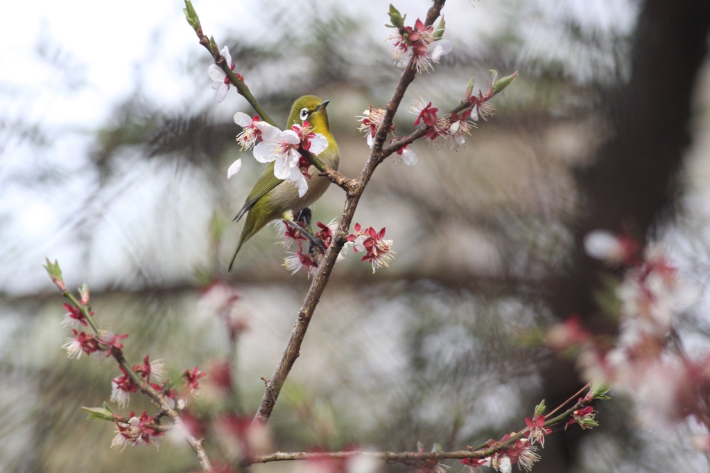 メジロと桜２