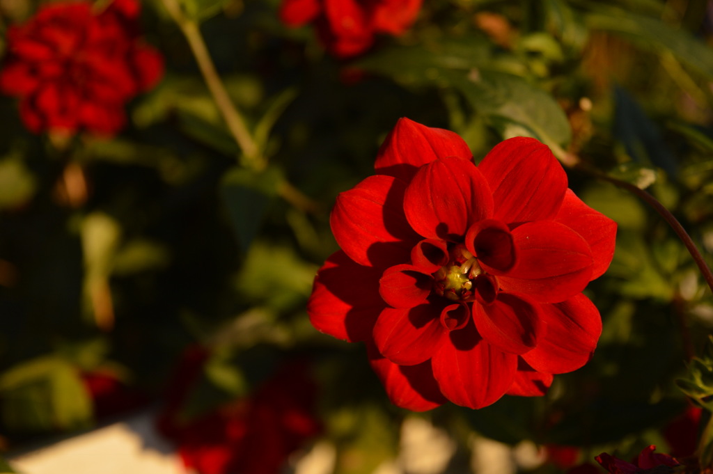 真紅の華