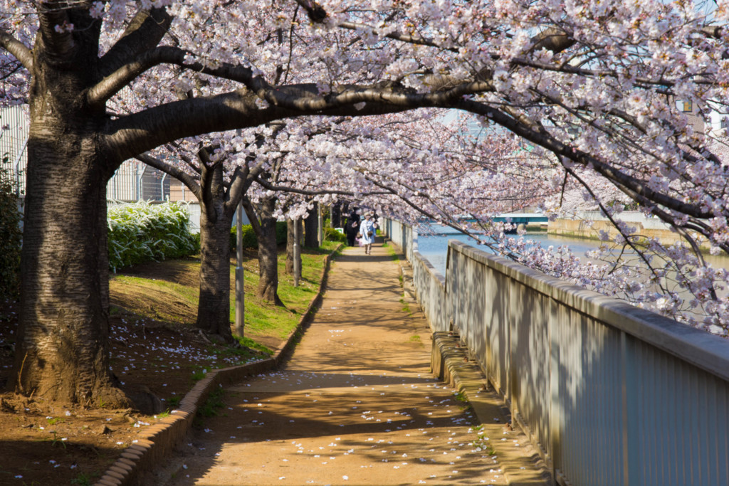 桜のトンネル