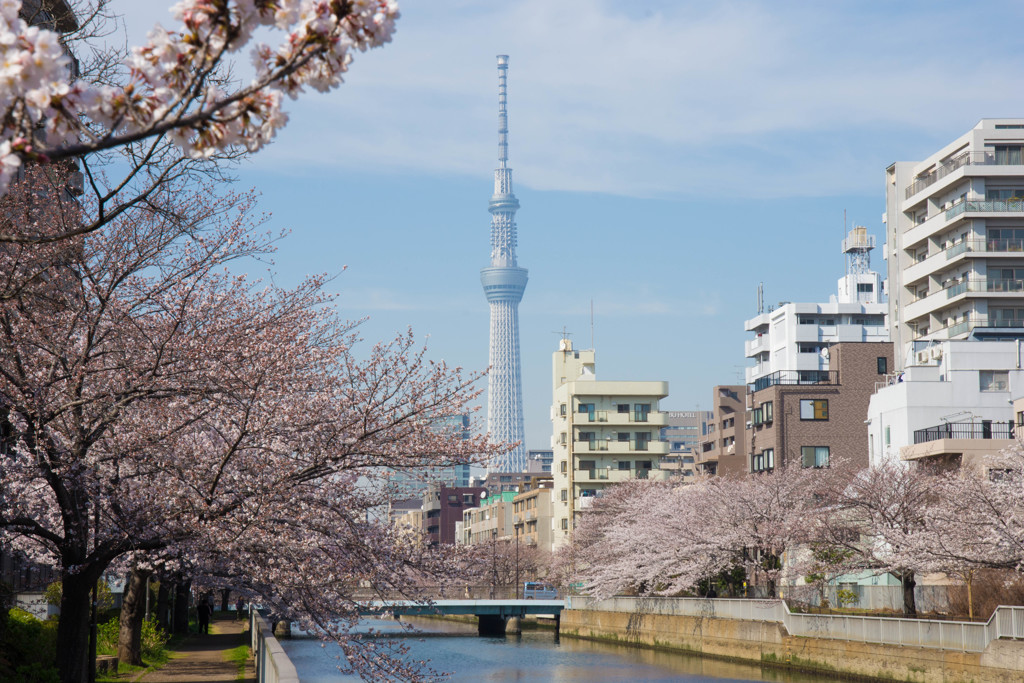 大横川からのスカイツリー