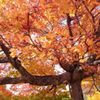 紅葉