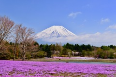 芝桜と富士山