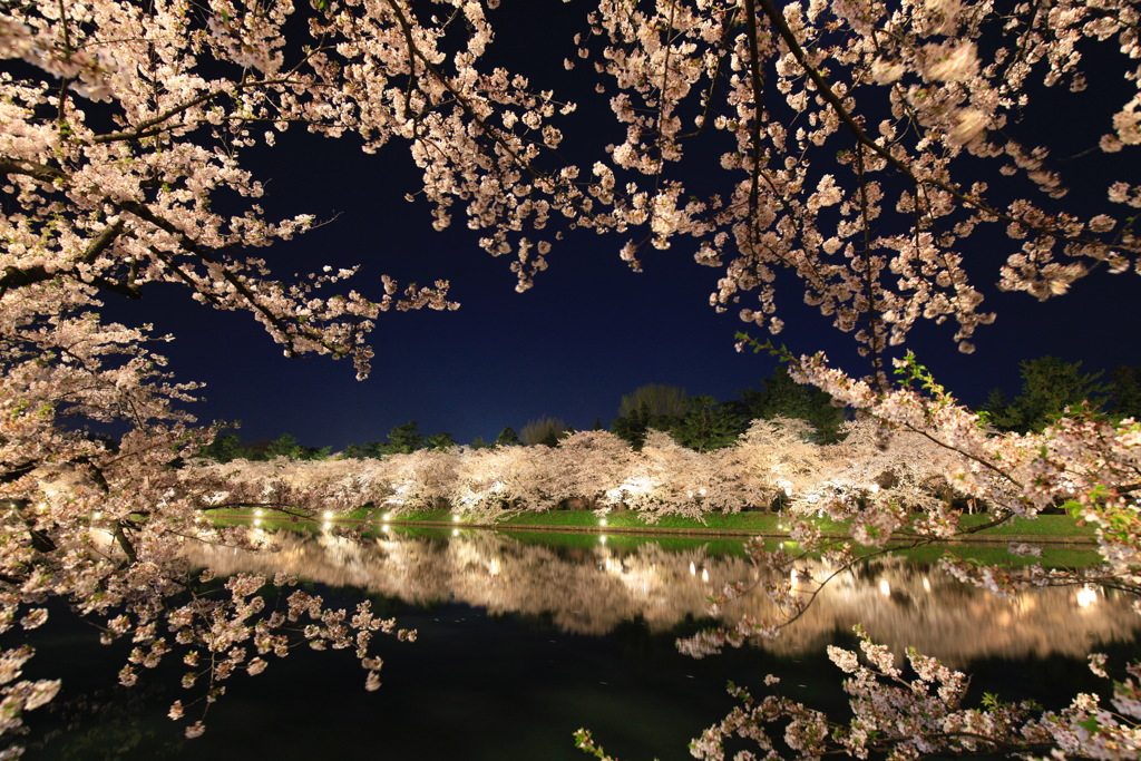 弘前公園桜ライトアップ-2