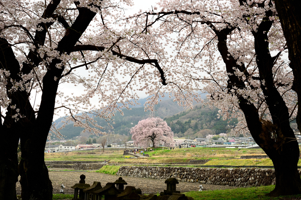 ワニ塚の桜-2