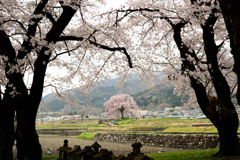 ワニ塚の桜-2
