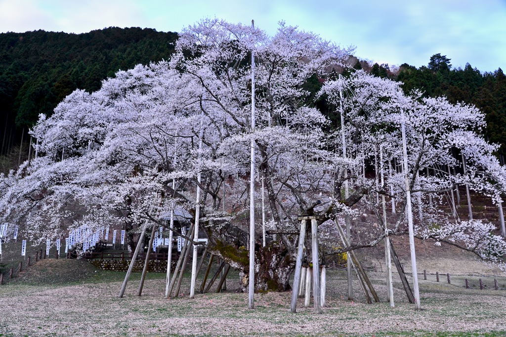 根尾谷薄墨サクラ-4