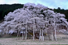 根尾谷薄墨サクラ-4
