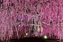 鈴鹿の森庭園-2