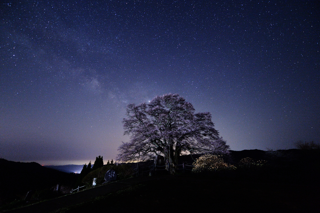 醍醐桜-1