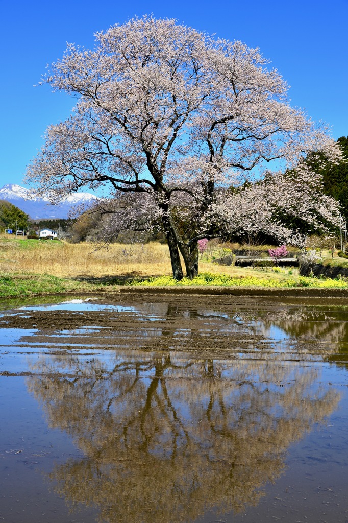 弘法桜