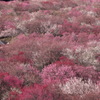 いなべ梅林公園