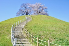 古墳桜２