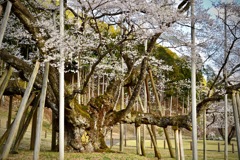 根尾谷薄墨サクラ-3