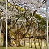 根尾谷薄墨サクラ-3