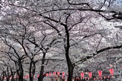 目黒川桜-1