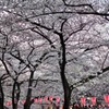 目黒川桜-1