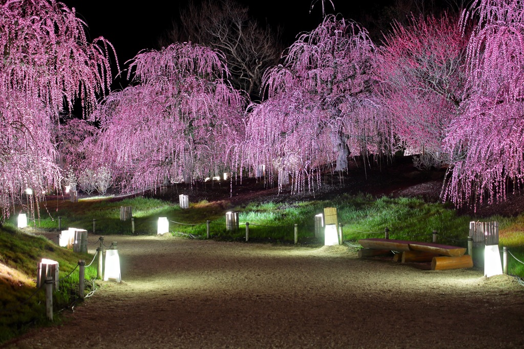 鈴鹿の森庭園-3