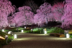 鈴鹿の森庭園-3