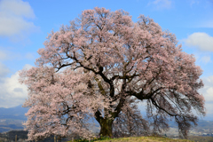 ワニ塚の桜-1